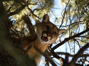 A small dog needed surgery, but is expected to make a full recovery, after it was picked up by a cougar in a Port Moody neighbourhood on Monday.