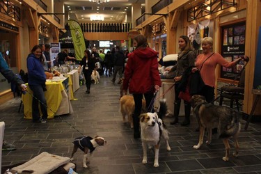 Dogs and their owners participated in Woof Weekend this past weekend at the Westin Resort and Spa in Whistler. The pooches enjoyed many events, including a fashion show, red carpet gala dinner and agility classes.