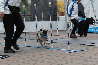 Dogs and their owners participated in Woof Weekend this past weekend at the Westin Resort and Spa in Whistler. The pooches enjoyed many events, including a fashion show, red carpet gala dinner and agility classes.