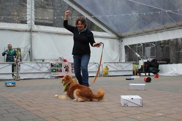 Dogs and their owners participated in Woof Weekend this past weekend at the Westin Resort and Spa in Whistler. The pooches enjoyed many events, including a fashion show, red carpet gala dinner and agility classes.