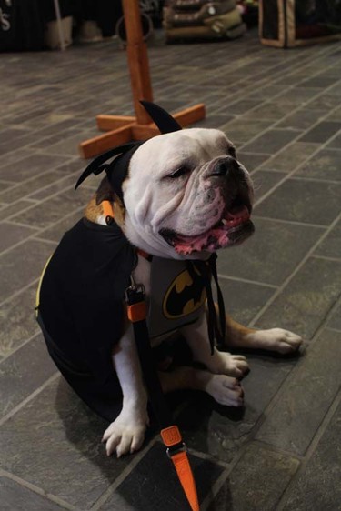 Dogs and their owners participated in Woof Weekend this past weekend at the Westin Resort and Spa in Whistler. The pooches enjoyed many events, including a fashion show, red carpet gala dinner and agility classes.