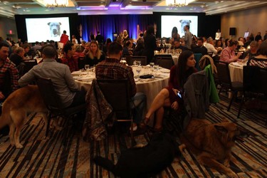 Dogs and their owners participated in Woof Weekend this past weekend at the Westin Resort and Spa in Whistler. The pooches enjoyed many events, including a fashion show, red carpet gala dinner and agility classes.