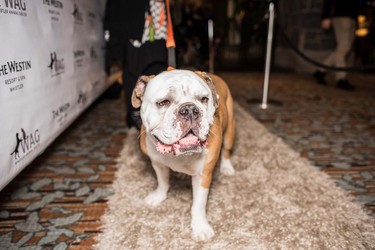 Dogs and their owners participated in Woof Weekend this past weekend at the Westin Resort and Spa in Whistler. The pooches enjoyed many events, including a fashion show, red carpet gala dinner and agility classes.