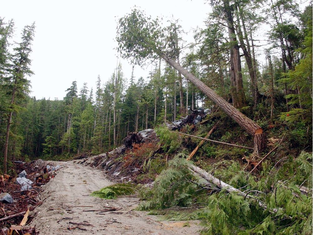 Opinion: Vancouver Island's Rainforest And Communities Need Urgent 