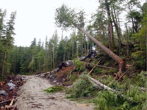 The aftermath of logging in Vancouver Island's Clayoquot Sound.