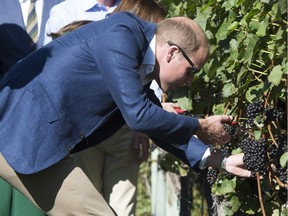 Prince William, Duke of Cambridge, cuts grapes off a vine at Mission Hill Winery in Kelowna, B.C., Tuesday, Sept 27, 2016.