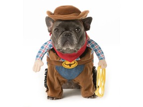 Thrills & Chills Pet Halloween Stand Up Cowboy Pet Costume, $20.99 to $22.99 at PetSmart.