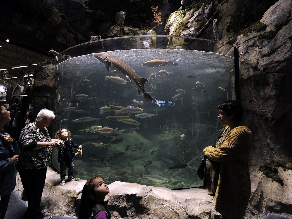 White sturgeon meant to showcase Bass Pro Shops aquarium in