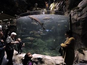 The white sturgeon in the Bass Pro Shops' "education aquarium" at the new Tsawwassen Mills shopping mall has been put down.