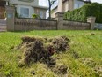 Chafer grubs destroying lawns in Vancouver