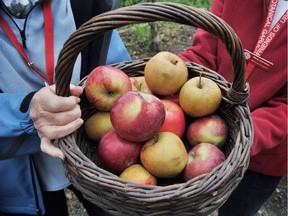 UBC apple festival is celebrating its 25th anniversary.