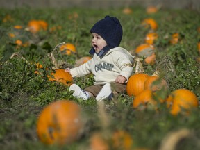 Jordan Salameh, 8 month olds, enjoys the pumpkin patch at Richmond Country Farms on Tuesday. Arlen Redekop/PNG