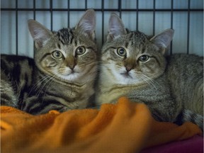 Homeless cats inside a cat rescue centre.