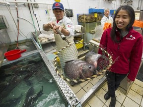 Tania Leon with tilapia fish inside Hung Win Seafood in Vancouver,  BC., October 20, 2016.  Leon is an outreach worker with the Vancouver Aquarium's Ocean Wise program, which is trying to encourage sustainable seafood in Chinatown.  Arlen Redekop / PNG photo)
