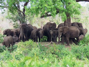 A British Columbia woman has been fined $75,000 for illegally importing jewelry and other items made from endangered animals, including African elephants, into Canada.