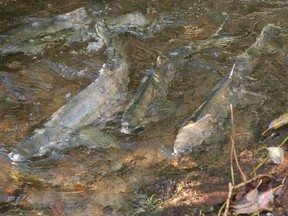 A bumper run of chum salmon returned this fall to Still Creek in Metro Vancouver, in the largest numbers in five years.