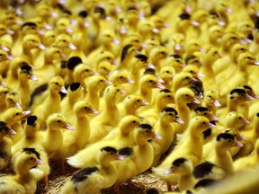 A mystery involving nearly 200 ducklings is unfolding in the community of Aldergrove, The young ducks were found in several crates along the side of a road about 60 kilometres southeast of Vancouver.