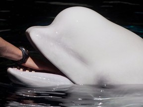 Beluga whale Aurora died at Vancouver Aquarium