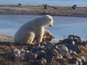 A video showing this polar bear petting a dog went viral this week, but these encounters don't always have happy endings for the dog.