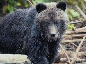 A screen capture of a bear in the documentary Trophy.