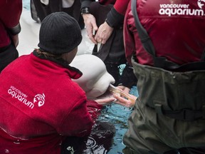 Aquarium staffers cared for ailing beluga Aurora around the clock ever since she became ill following the death of her daughter Qila on Nov. 16.
