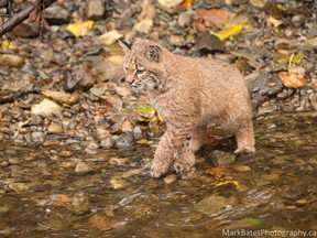 North Vancouver photographer Mark Bates took this photo of a young bobcat fishing in the Burnaby Lake area.
