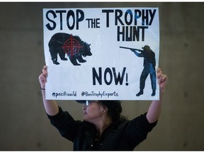 About three-quarters of rural British Columbians oppose the grizzly bear trophy hunt, according to a new Insights West poll conducted for a bear-ecotourism group