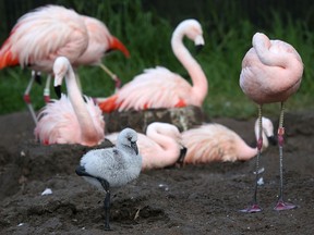 Jason Laberge's victims were Chilean pink flamingos like these at the San Francisco Zoo.