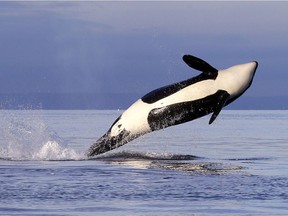 A unique salmon enhancement project on Vancouver Island aims to feed hungry southern resident killer whales by increasing the number of large adult chinook salmon in Juan de Fuca Strait.