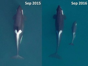 In this undated composite of two images, the orca J28 is seen by an unmanned drone in a joint study by the U.S. National Oceanic and Atmospheric Administration and the Vancouver Aquarium. On the left, J28 is in robust body condition and pregnant. One year later and on the right, she and her calf, J54, appear thin.