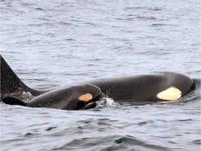 Southern resident killer whales would get additional protection under the ocean plan Ottawa announced this week.