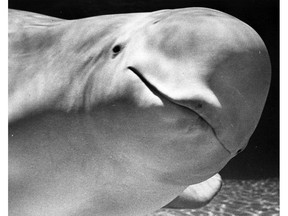 Kavna the beluga whale was photographed at the Vancouver Aquarium on June 9, 1977.
