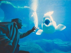 Ann Northrup says hi to the Vancouver Aquarium belugas, 25 years after she logged the last of more than 10,000 volunteer hours at the facility.