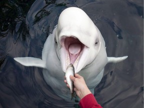 The Vancouver Aquarium's 21-year-old beluga whale Qila died earlier this week.