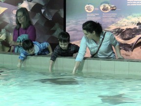 The Vancouver Aquarium's new exhibit allows people to touch cownose stingrays.