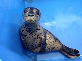 Seals at the Vancouver Aquarium marine mammal rescue centre.