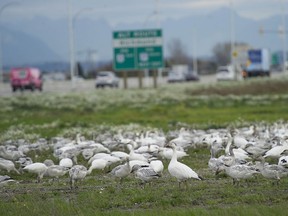 Snow geese by their hundreds gather at a field near the intersection of Highway 17 and 56th Street in Tsawwassen. The geese are arriving from their breeding grounds in Russia and will winter in Metro Vancouver. The number of geese arriving here is expected to be 40 per cent higher than last year.