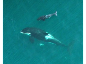 orca-and-calf