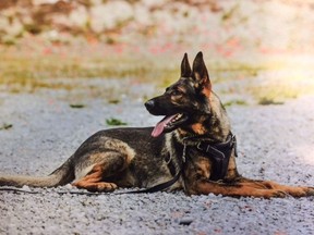 This is Vancouver police canine officer Rebel, also known as Mr. September in the 2017 VPD Police Dogs Calendar. Rebel helped in the takedown and arrest of an alleged break-and-enter suspect on Tuesday.