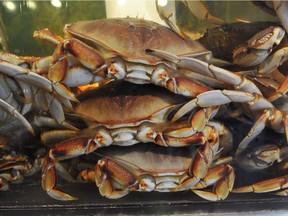 Dungeness crabs  in  Vancouver on May 7 , 2014.