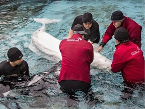 Vancouver Aquarium staffers gather around  ailing beluga Aurora.
