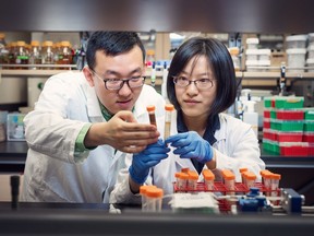 Xiaonan Lu, left, and Yaxi Hu are two food scientists at the University of B.C. who have developed a faster and cheaper way to quantify antioxidant levels in chocolate.