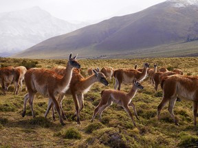 Guanacos, wild llamas found in southern Chile, in a field at the base of the mountains in Torres del Paine national park in Patagonia.