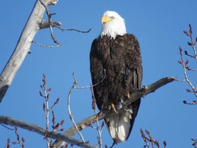 Wildlife centre says dozens of eagles electrocuted by power-pole perch in Delta