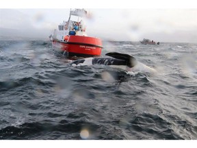 A dead killer whale is seen floating in this handout photo on Dec. 21, 2016. Officials say a necrospy on an endangered killer whale found floating off the coast of British Columbia showed the animal had blunt-force trauma to its head and neck.