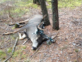 A deer was tranquilized so that conservation officers could successfully disentangle it from Christmas lights near 100 Mile House.