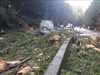 A fallen tree has caused traffic problems on the Trans Canada Highway on Vancouver Island.