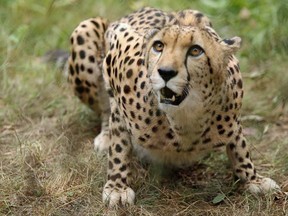 The Greater Vancouver Zoo has two cheetahs,  Duma and Malkia.