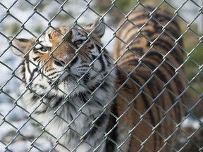 A Siberian tiger endures the cold at the Greater Vancouver Zoo in Aldergrove on Thursday.