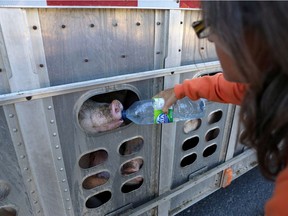 An animal rights activist gives water to a pig in a truck on a hot day in 2013. Advocates say proposed new rules for transporting animals are a start, but go nowhere near far enough.
